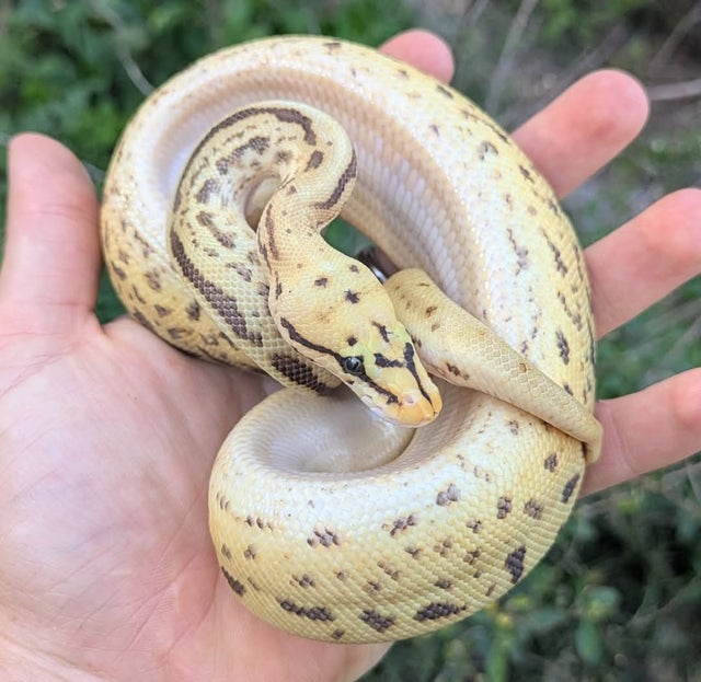 Pastel Leopard Super Spotnose 100% Het Clown 66% Het VPI Axanthic possible Fire Yellowbelly Ball Python Male 199g Wobbly!