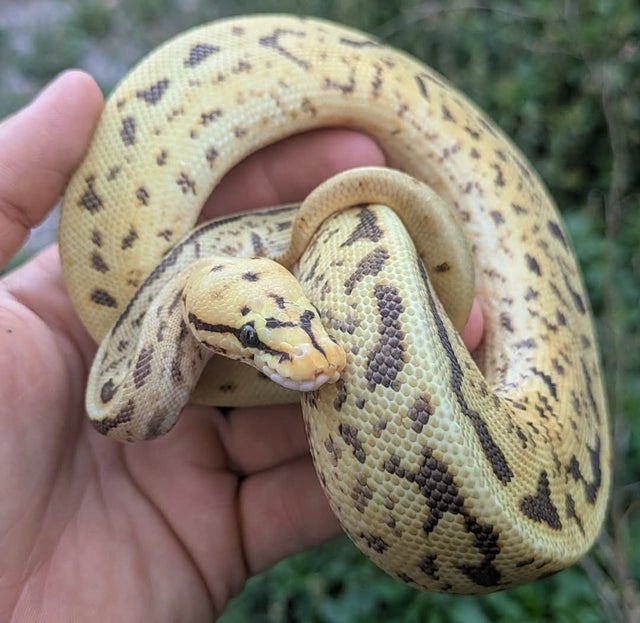 Pastel Leopard Super Spotnose 100% Het Clown 66% Het VPI Axanthic possible Fire Yellowbelly Ball Python Male 199g Wobbly!