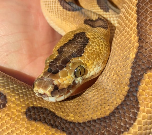 Super Enchi Clown Ball Python Male 706g