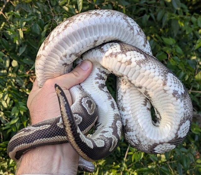 Funky Dark Ball Python Male 1241g