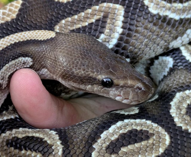 Funky Dark Ball Python Male 1241g
