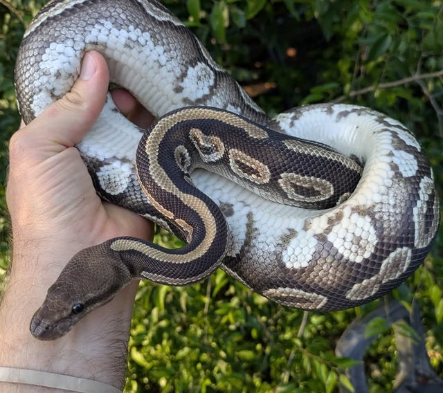 Funky Dark Ball Python Male 1241g
