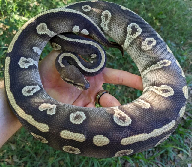 Mojave Raven Ball Python Male 861g
