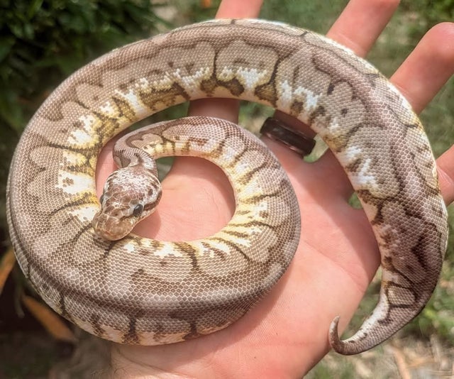 Pastel Cinnamon Spider Yellowbelly Ball Python Male 198g Does have wobble!