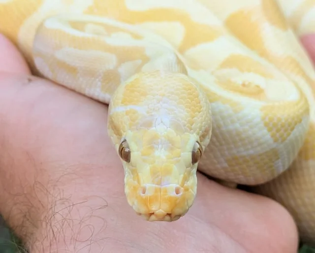 Enchi Candy/Candino Ball Python Male 696g