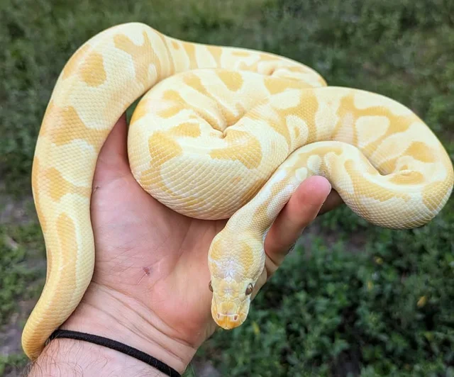 Enchi Candy/Candino Ball Python Male 696g