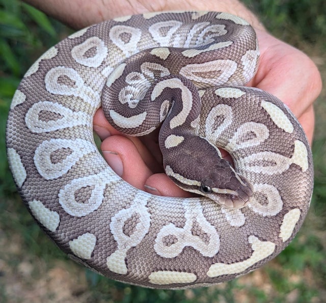 Mystic Special Ball Python Male 232g