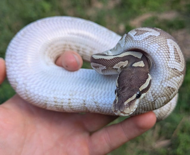 Mystic Special Ball Python Male 232g