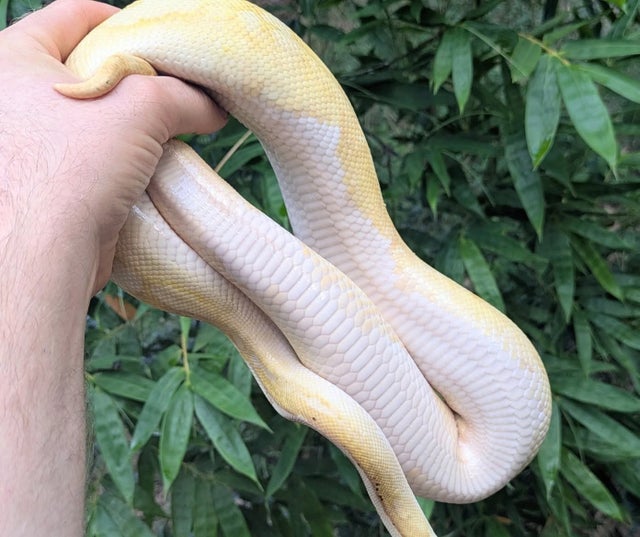 Banana Pastel Enchi Pied Male 856g
