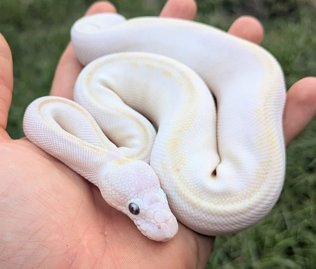 Bamboo Special Ball Python Male 155g