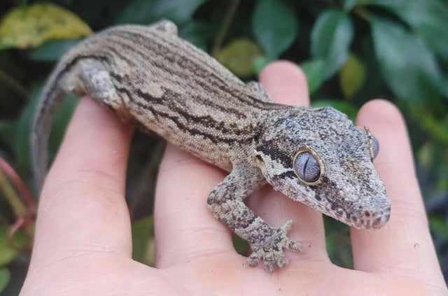 Creamy Stripe Gargoyle Gecko Male 26 grams