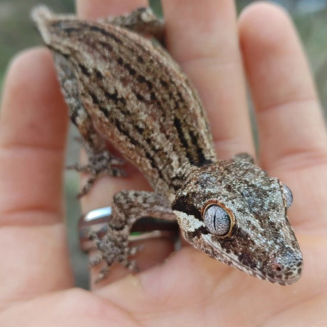 Rusty Stripe Gargoyle Gecko 13g