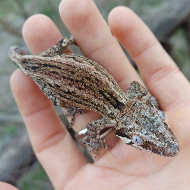 Rusty Stripe Gargoyle Gecko 13g