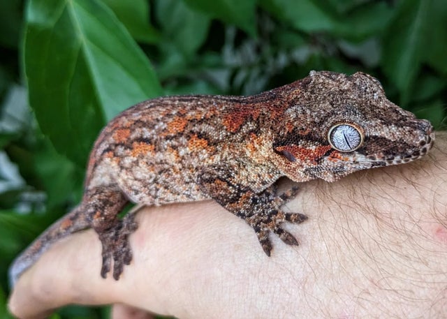 Red Blotch Aberrant Stripe Gargoyle Gecko Female 32g