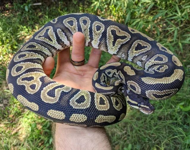 Mystic Ball Python Female 802g