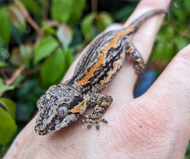 Orange Stripe Gargoyle Gecko 8g #466
