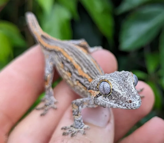 Orange Stripe Gargoyle Gecko 4g #318