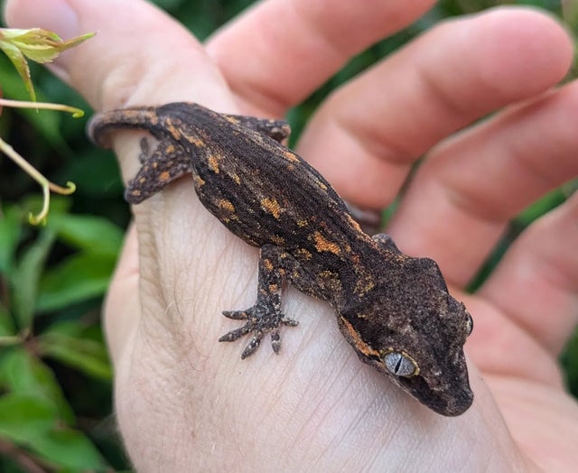 Orange Aberrant Gargoyle Gecko 4 grams #630