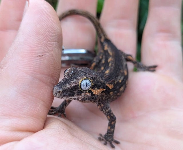 Orange Aberrant Gargoyle Gecko 4 grams #630