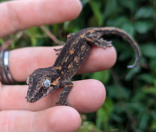 Orange Aberrant Gargoyle Gecko 4 grams #630
