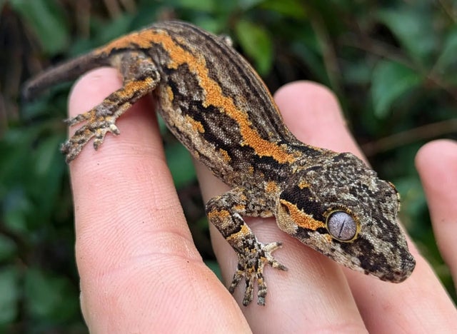 Orange Stripe Gargoyle Gecko 9 grams #466 Regenerated Tail!