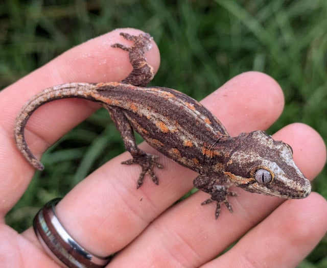Orange Stripe Gargoyle Gecko 5 grams #28