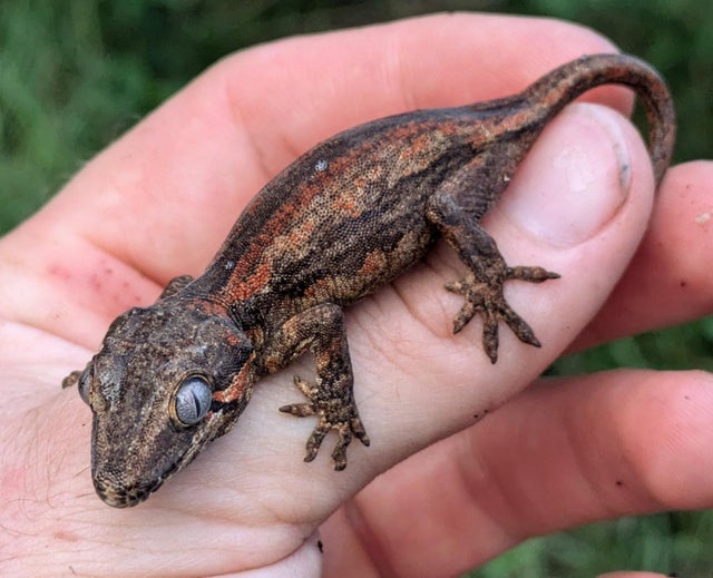 Red Stripe Gargoyle Gecko 6 grams #10