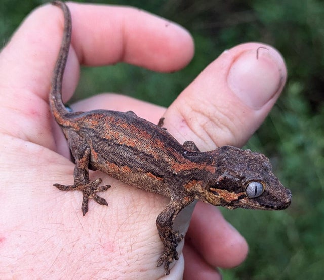 Red Stripe Gargoyle Gecko 6 grams #10