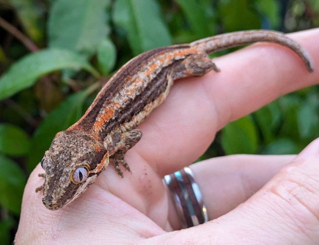 Orange Stripe Gargoyle Gecko 7 grams #501