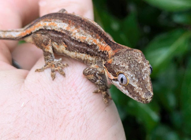 Orange Stripe Gargoyle Gecko 7 grams #501