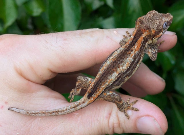 Orange Stripe Gargoyle Gecko 7 grams #501