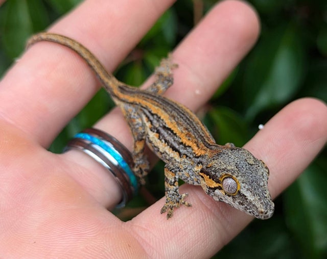 Red and Orange Stripe Gargoyle Gecko 4 grams #654
