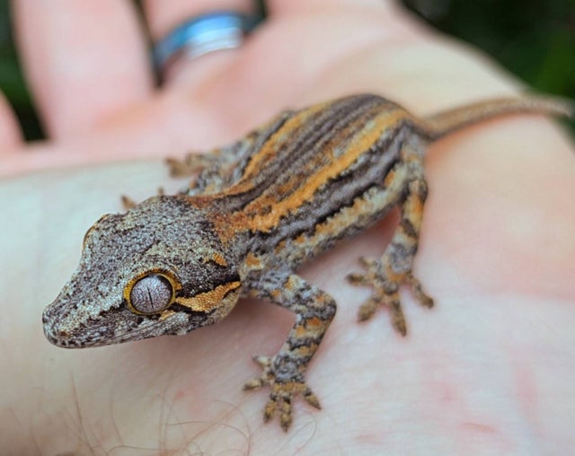 Red and Orange Stripe Gargoyle Gecko 4 grams #654