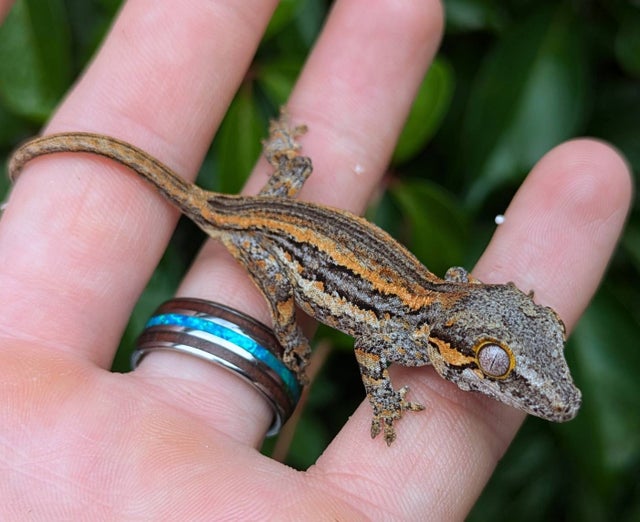 Red and Orange Stripe Gargoyle Gecko 4 grams #654