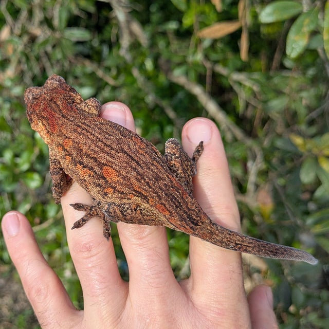Orange Aberrant Gargoyle Gecko Female 45 grams #102