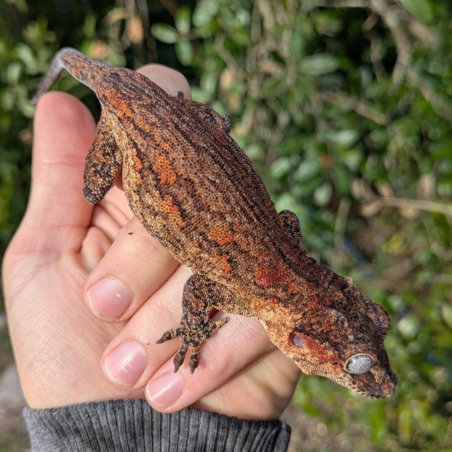 Orange Aberrant Gargoyle Gecko Female 45 grams #102