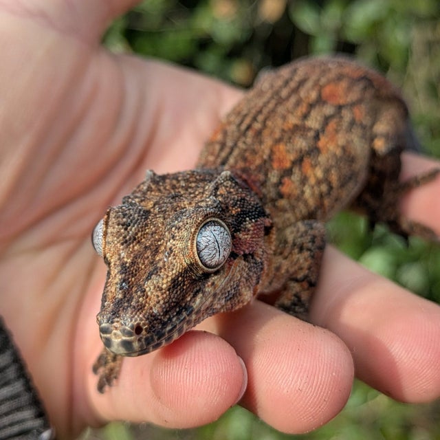 Orange Aberrant Gargoyle Gecko Female 45 grams #102