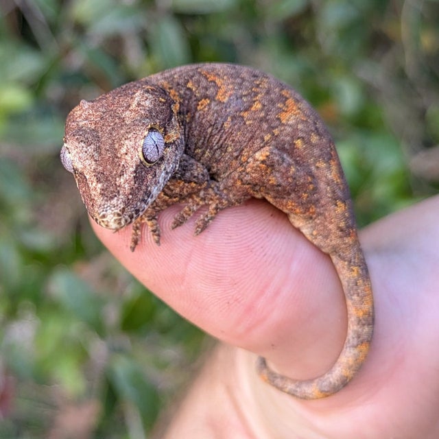 Orange Blotch Reticulated Gargoyle Gecko 8 grams #677