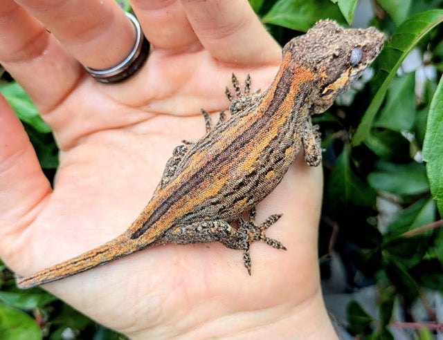 Orange Striped Gargoyle Gecko 17 grams #103