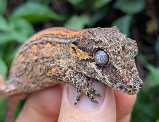 Orange Striped Gargoyle Gecko 17 grams #103