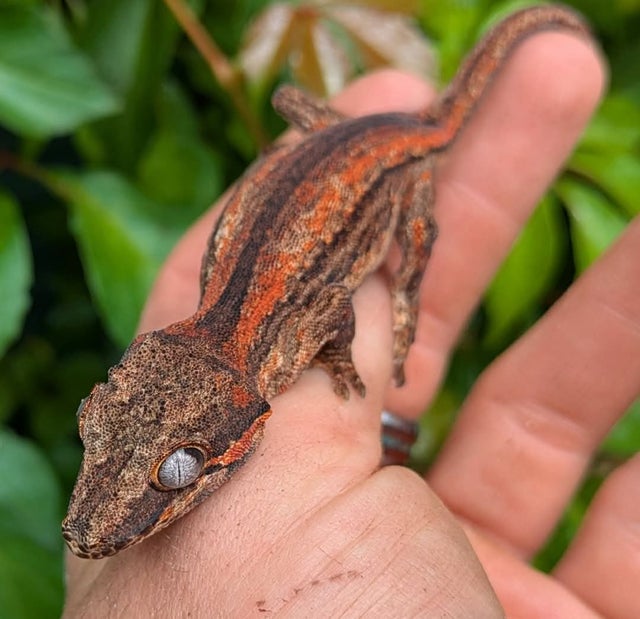 Orange Stripe Gargoyle Gecko 12 grams #105