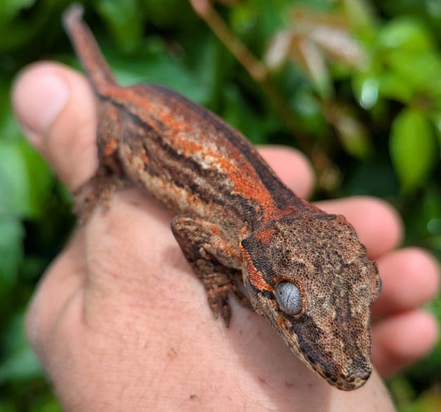 Orange Stripe Gargoyle Gecko 12 grams #105