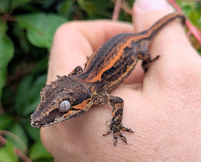 Orange and Red Stripe Gargoyle Gecko 7 grams #372