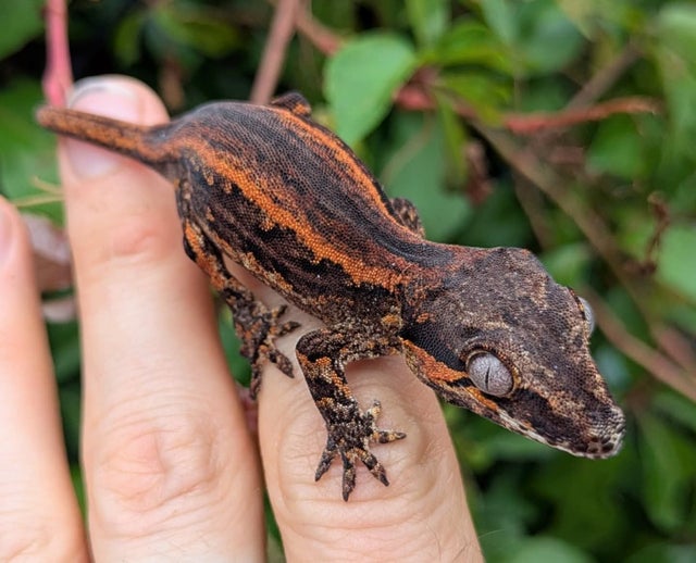 Orange and Red Stripe Gargoyle Gecko 7 grams #372