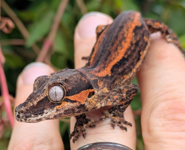 Orange and Red Stripe Gargoyle Gecko 7 grams #372