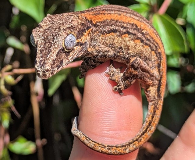 Orange Stripe Gargoyle Gecko 7 grams #15
