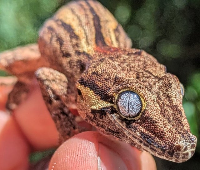 Striped Gargoyle Gecko 12 grams #338
