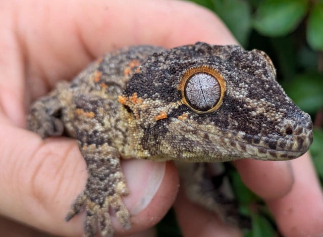 Orange Blotch Reticulated Gargoyle Gecko Male 48 grams #348