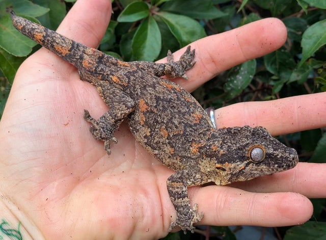 Orange Blotch Reticulated Gargoyle Gecko Male 48 grams #348