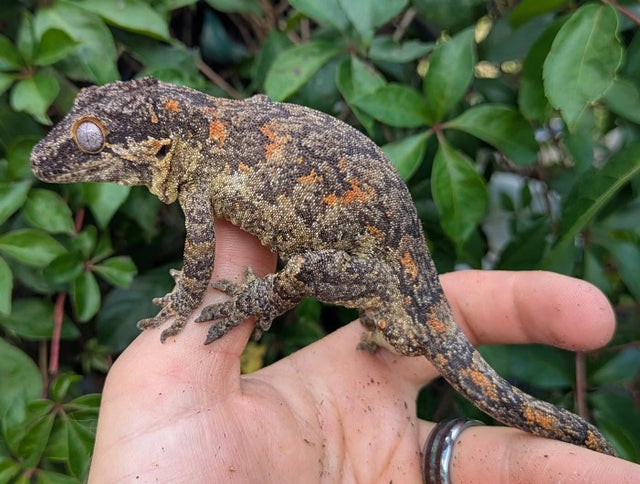 Orange Blotch Reticulated Gargoyle Gecko Male 48 grams #348